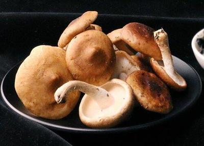 種蘑菇賺錢嗎(菌菇種植有多大利潤)