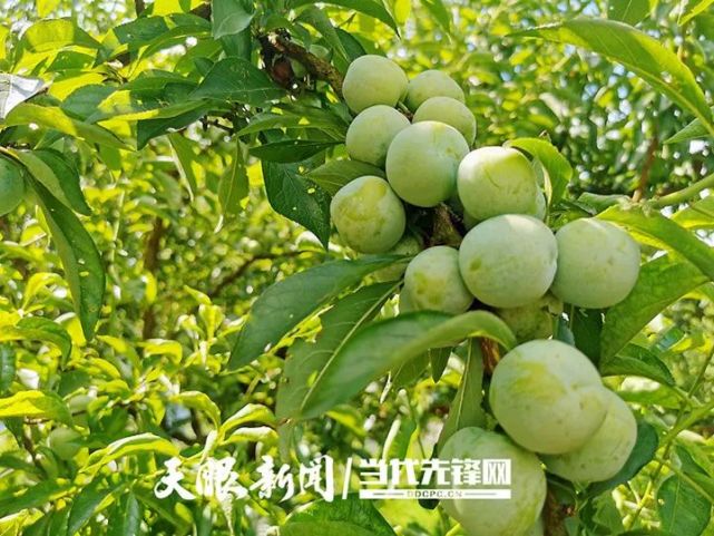 貴州著力打通特色優勢農產品&ldquo;田間地頭&rdquo;與&ldquo;市場端頭&rdquo;迎接產銷旺季