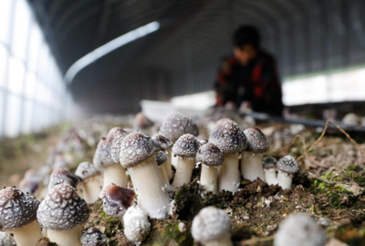 河南寶豐:發展食用菌產業 助力鄉村振興