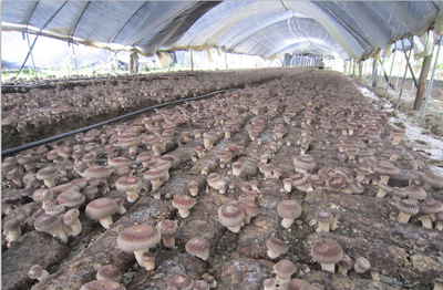 陜西:寧強縣香菇喜獲豐收 年產量達3萬噸以上