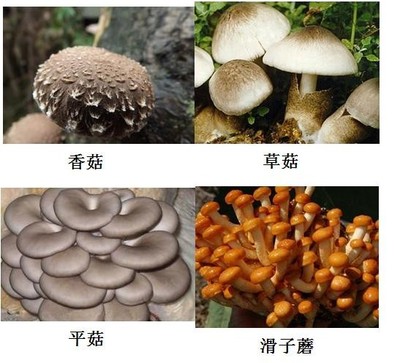 食用菌檢測 香菇 蘑菇 木耳檢測