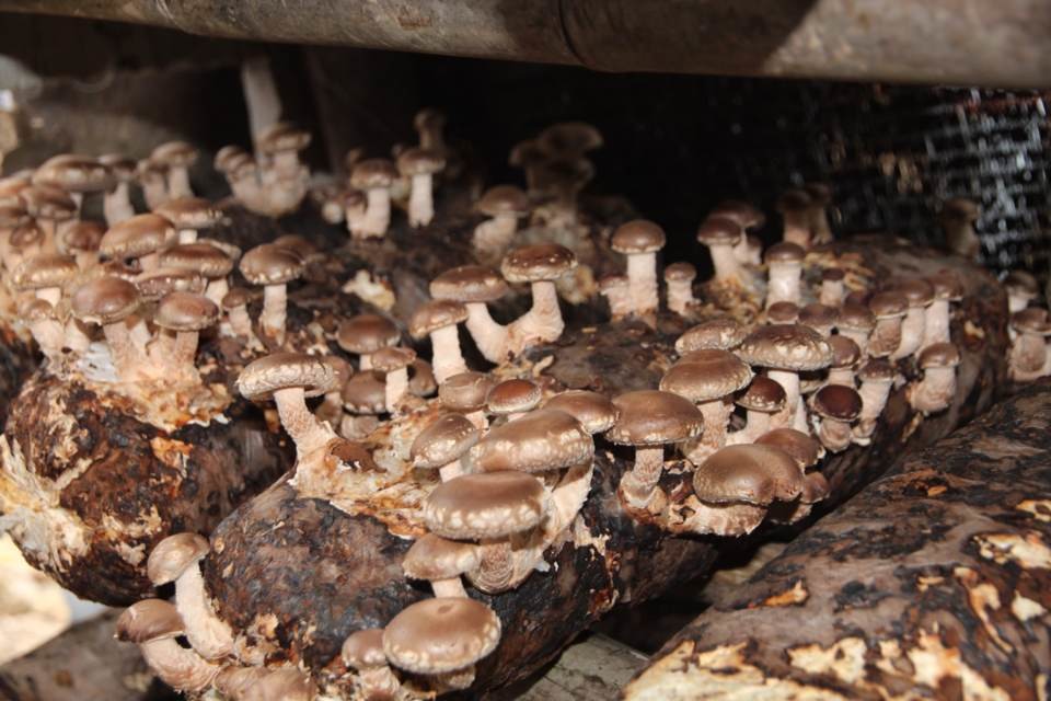 食用菌產品