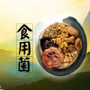 食用菌的特性-食療養生的奧秘