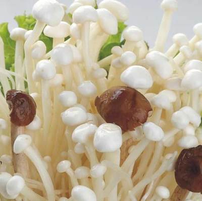 優菌派食用菌微工廠產品_優菌派食用菌微工廠產品圖片_優菌派食用菌微工廠怎么樣-最新優菌派食用菌微工廠產品展示