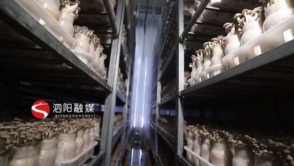 泗陽:食用菌已逐漸發展成為一份富民產業