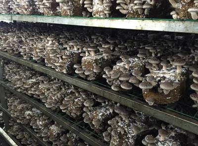食用菌所香菇工廠化單產在湖北再上新臺階